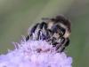 Bombus humilis humilis